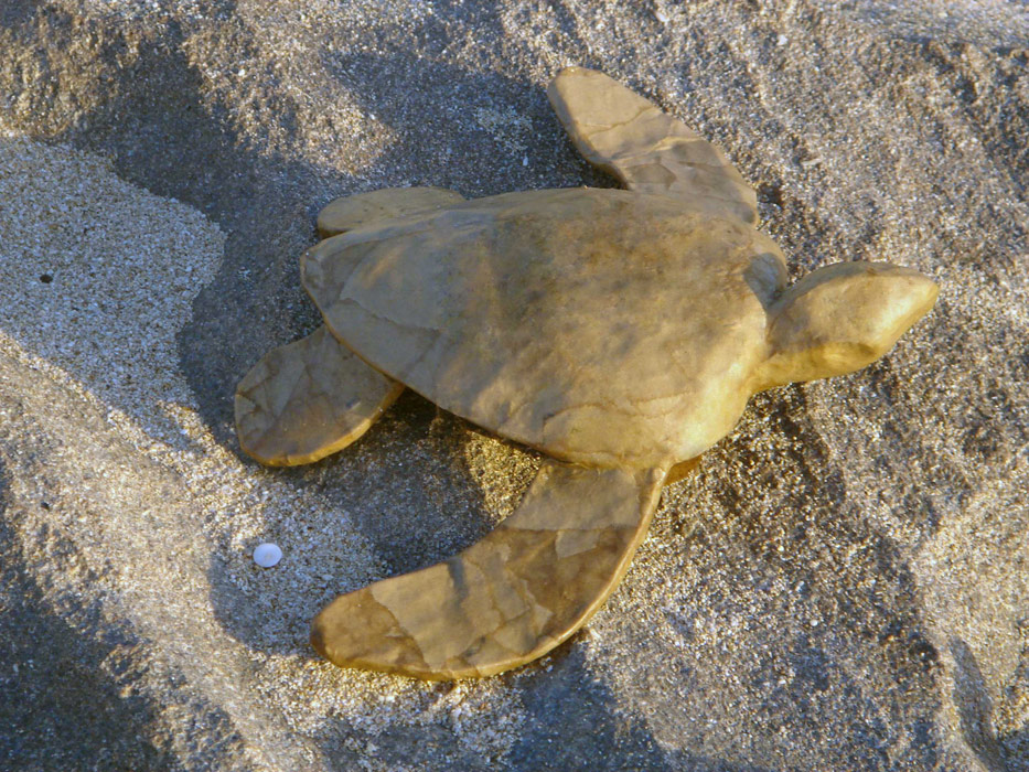 Schildpad-urn van biodeco